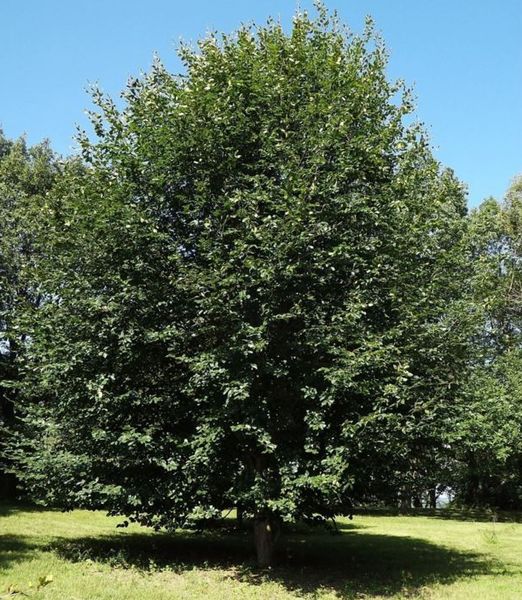 Fagus orientalis